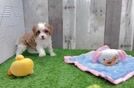 Cavapoo Puppy for Adoption