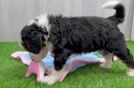 Happy Mini Bernedoodle Baby