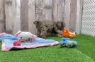 Happy Pudel Purebred Puppy