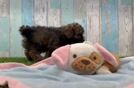 Hypoallergenic Havadoodle Poodle Mix Puppy