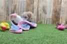 Maltipoo Puppy for Adoption