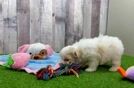 Meet Esmeralda - our Havanese Puppy Video