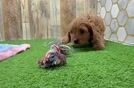 Meet Utah - our Cavapoo Puppy Video
