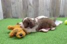 Funny Mini Aussiedoodle Poodle Mix Pup