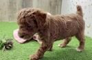 Hypoallergenic Poodle Baby