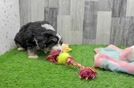 Cute Mini Bernedoodle Baby