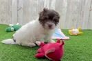 Energetic Havanezer Purebred Puppy