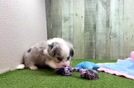Meet Banks - our Aussiechon Puppy Video