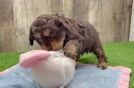 Cavapoo Puppy for Adoption