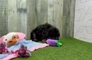 Adorable Aussiepoo Poodle Mix Puppy