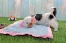 Meet Giselle - our Yorkie Poo Puppy Video