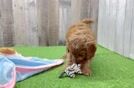 Cavapoo Puppy for Adoption