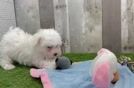 Friendly Maltese Purebred Pup
