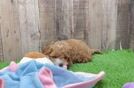 Playful Cavapoodle Poodle Mix Puppy