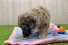 Cute Mini Aussiedoodle Baby