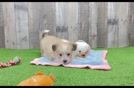 Aussiechon Puppy for Adoption