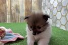 Pomeranian Pup Being Cute