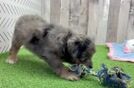 Mini Aussiedoodle Pup Being Cute
