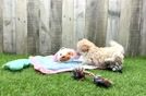 Meet Baby Groot - our Maltipoo Puppy Video