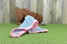 Meet Karma - our Mini Goldendoodle Puppy Video