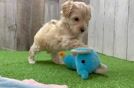 Maltipoo Pup Being Cute