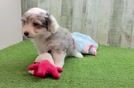 Aussiechon Puppy for Adoption