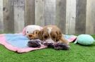Happy Cavapoo Baby