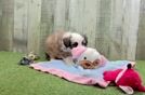 Best Aussiechon Baby