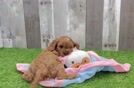 Best Cavapoo Baby