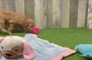 Mini Goldendoodle Puppy for Adoption