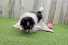 Fluffy Pom Pom Purebred Puppy