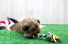 Smart Shorkie Designer Pup