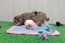 Meet Jackie O - our Yorkie Poo Puppy Video