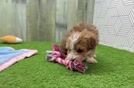 Meet Alfredo - our Maltipoo Puppy Video