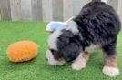 Friendly Mini Bernedoodle Baby