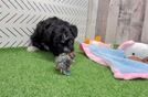 Happy Mini Aussiedoodle Baby