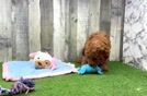 Petite Mini Goldendoodle Poodle Mix Pup
