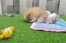 Meet Watts - our Pomeranian Puppy Video