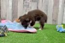 Meet Angela - our Mini Aussie Puppy Video