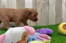 Mini Goldendoodle Puppy for Adoption