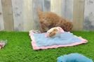 Best Mini Goldendoodle Baby
