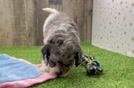 Small Cavapoo Baby
