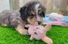 Funny Mini Bernedoodle Poodle Mix Pup