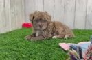 Meet Abraham - our Havapoo Puppy Video
