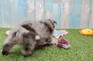 Best Aussiechon Baby