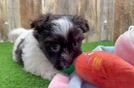 Small Havanese Purebred Pup