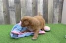 Mini Goldendoodle Puppy for Adoption