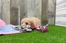 Maltipoo Puppy for Adoption