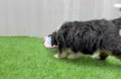 Meet Frankie - our Mini Bernedoodle Puppy Video