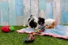 Meet Ellis - our Cavapoo Puppy Video